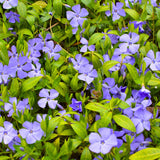 Blue Vinca Periwinkle Vine Live, Hardy Perennial Flower Plant, 4 Inch Pot