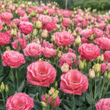 Light Pink Lisianthus Plant, Eustoma Lisianthus Flowers in Plug, 3-5'' Tall