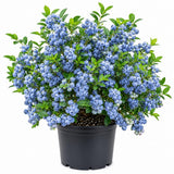 2 Biloxi Blueberry Plants Live for Planting, 4-6 Inc Tall, Sweet Blueberry Bushes Live Plant, Fruit Tree, High Yielding, No Pot