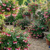 Fuchsia Live Plant, Patio Basket Flower, 4-8 Inch Tall, 5 Inch Pot