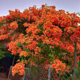 Set 2 Orange Bougainvillea Live Plant 5-7 Inch Tall