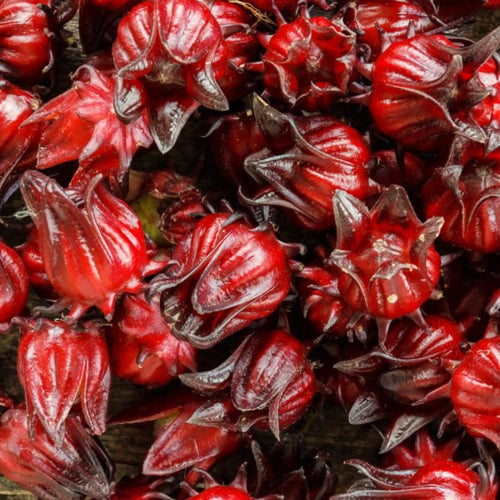 2 Cranberry Hibiscus Plants Live, Hardy Perennial Flower, 4-6 Inch Tall