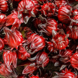 4 Cranberry Hibiscus Live Plants, Well-Rooted Flower Plant, 4-6 Inch Tall