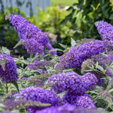 Purple Buddleia Plant Live, Fragrant Butterfly Bush, 5-7 Inch Tall