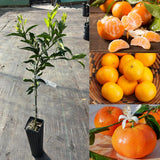 Sweet Mandarin Tree Live, Ready to Grow Plant, 1-2 Ft Tall, 1 Gallon Pot