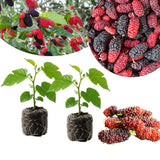 2 Illinois Everbearing Mulberry Tree Live Plant, Edible Fruit, 6-8" Tall