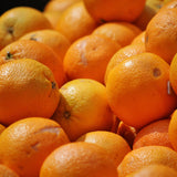 Sweet Orange Live Plant, Citrus Fruit Tree, 1-2 Feet Tall in Gallon Pot