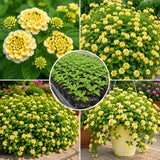 2 White Yellow Lantana Plants Live, Hardy Flowering Perennial, 4-6" Tall