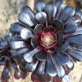 Black Aeonium Succulent Live Plant, Easy Care Indoor Plant, 2 Inch Pot