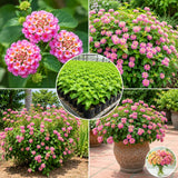 2 Light Pink Lantana Plants Live, Hardy Flowering Perennial, 4-6" Tall