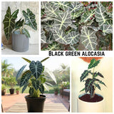 2 Black Green Alocasia Plants Live, Alocasia Houseplant, 2 Ft Tall