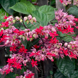 4 Red Bleeding Heart Live Plants, Home Garden Plant, 4-6 Inch Tall