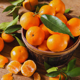 Orange Mandarin Tree Live, Hardy Garden Plant, 1 Gallon Pot