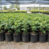 2 Big Black Berry Plants, Blackberries Bush, 4-6 Inch Tall