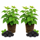 2 Osage Blackberries Plant Live, Sweet Fruit, 4-7 Inch Tall