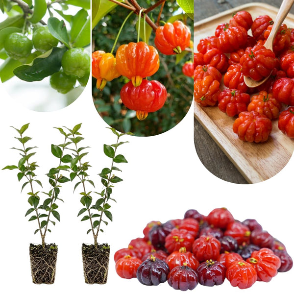 Surinam Cherry Tree Live Plant, Hardy Garden Plant, 4-7 Inch Tall