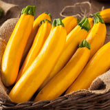2 Yellow Zucchini Plants Live, 4-8 Inch Tall
