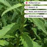 Epazote Plant Live, Fragrant Herb, 4-7 Inch Tall, 4 Inch Pot