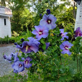 Blue Hibiscus Plant 5-7", in Pot