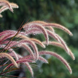 2 Red Live Fountain Grass Plants, Ready to Grow Plant, 4-6 Inch Tall