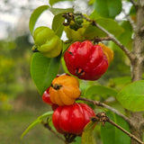 Cherry Fruit Live Tree, Ready to Grow Plant, 4-6 Inch Tall