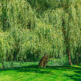 2 Willow Live Trees, 1-2 Ft Tall