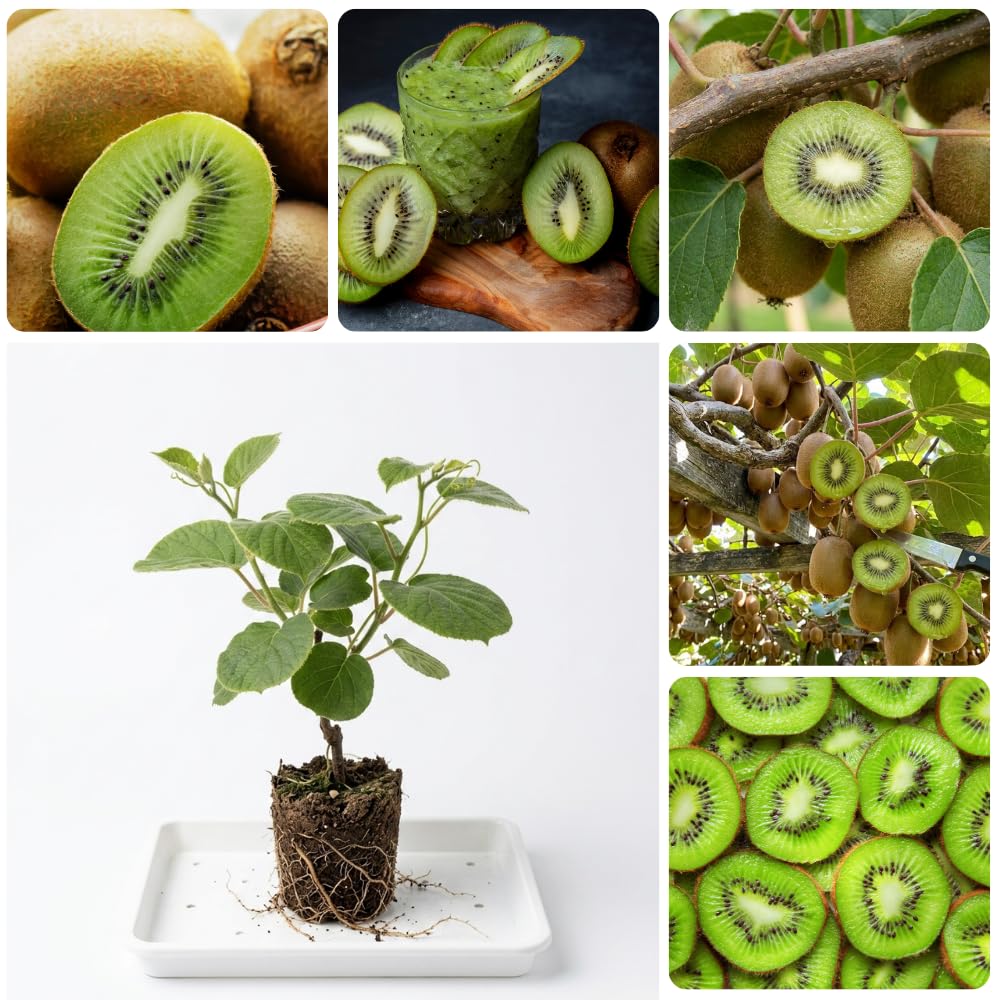 Hardy Kiwi Live Plant, Edible Berry Vine Plant, 4-6 Inch Tall