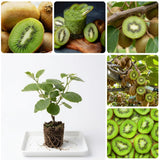 Hardy Kiwi Live Plant, Edible Berry Vine Plant, 4-6 Inch Tall