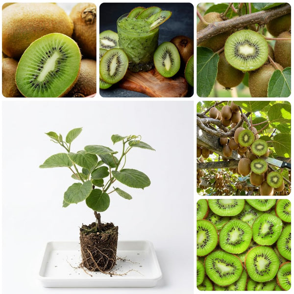 Hardy Kiwi Live Plant, Edible Berry Vine Plant, 4-6 Inch Tall