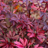3 Cranberry Hibiscus Live Plants, Home Garden Plant, 4-6 Inch Tall