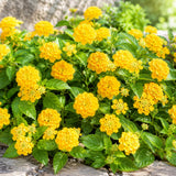2 Yellow Lantana Plants Live, Lantana Flower Plant, 4-6 Inches Tall