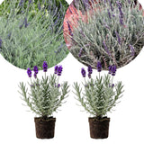 2 Creek Lavender Live Plants, Outdoor Garden Herb Plant, 4-6 Inch Tall