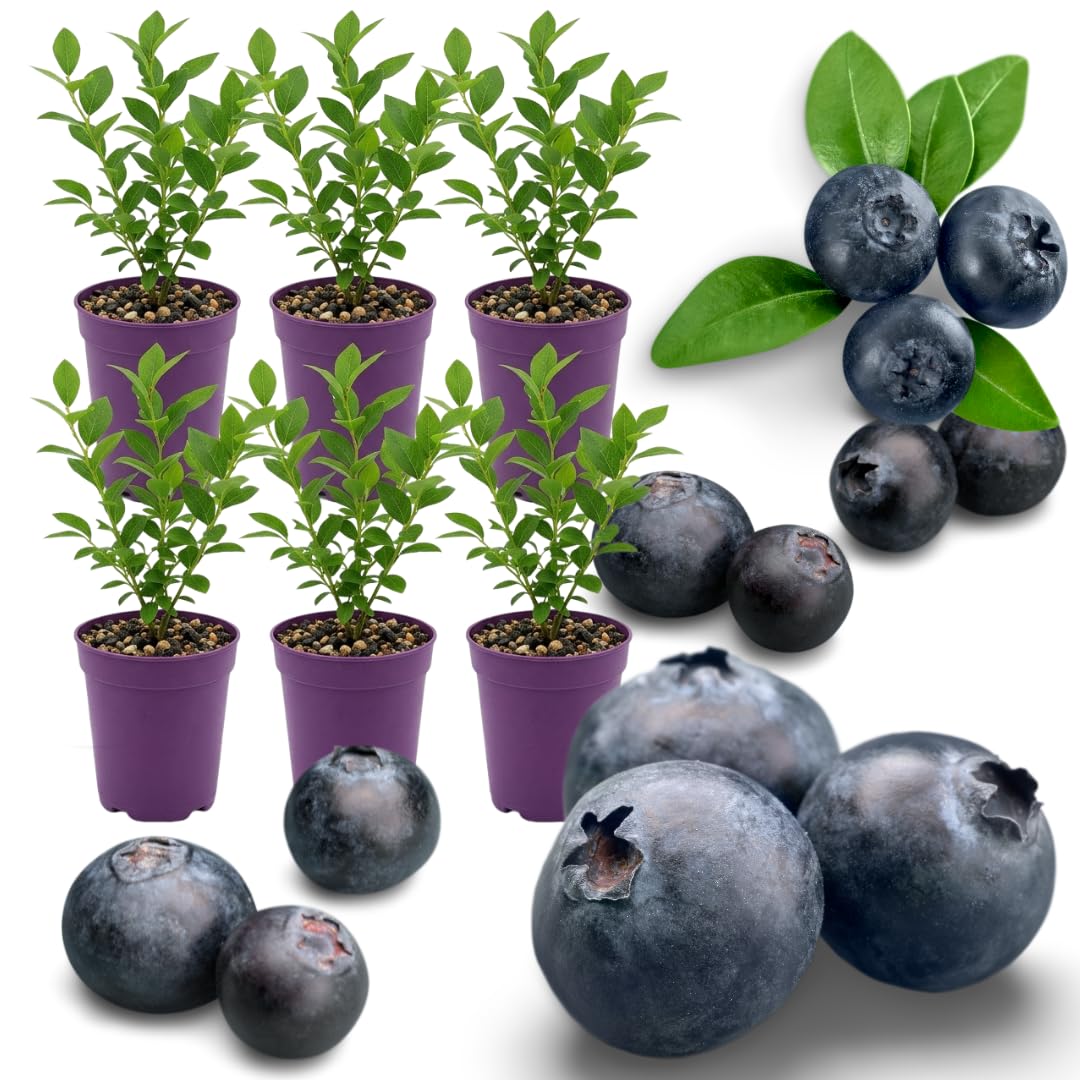 6 Huckleberry Bushes Live Plants, Sweet Edible Berry Bush, 1-3 Inch Tall
