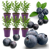 6 Huckleberry Bushes Live Plants, Sweet Edible Berry Bush, 1-3 Inch Tall