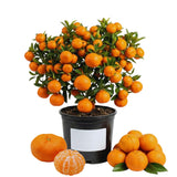 Orange Mandarin Tree Live, Hardy Garden Plant, 1 Gallon Pot