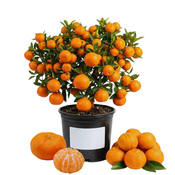 Orange Mandarin Tree Live, Hardy Garden Plant, 1 Gallon Pot
