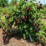 2 Large Live Black Berry Plants, Sweet Blackberries Bush, 4-6 Inch Tall