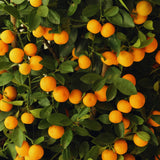 Orange Mandarin Live Tree, Hardy Garden Plant, 1 Gallon Pot