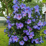 Blue Hibiscus Plant 5-7", in Pot