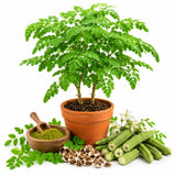 Moringa Oleifera Live Plant, Outdoor Garden Herb Tree, 4-6 Inch Tall