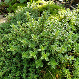 2 Live Thyme Plants, Outdoor Garden Plant, 4-6 Inch Tall