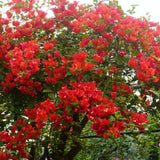 Set 2 Bright Red Bougainvillea Live Plant 5-7 Inch Tall