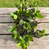 Bay Leaf Tree Live Plant, Fragrant Culinary Herb, 8-10 Inch Tall