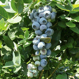 2 Emerald Blueberry Plant Live, Blueberry Bushes Plant, 4-7 Inch Tall