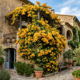 2 Yellow Bougainvillea Live Plants, Ornamental Vine Plant, 4-6 Inch Tall