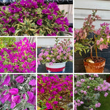 Set 2 Blueberry Ice Bougainvillea Live Plant 5-7 Inch Tall