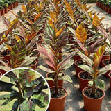 Zebrina Banana Plant Live, Starter Plant, 4-6 Inch Tall