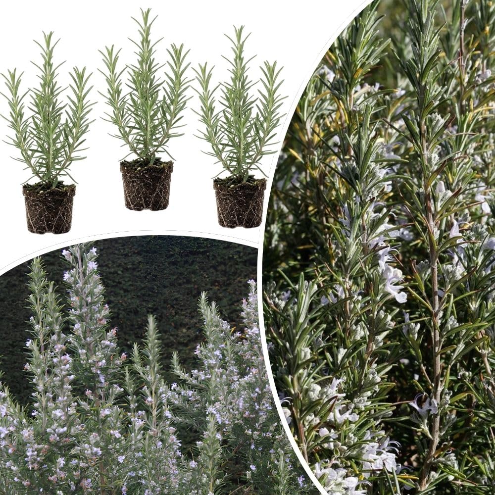 Pack 3 Blue Rosemary Plants, Rosemary Herb Shrubs Plant for Cooking