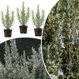 Pack 3 Blue Rosemary Plants, Rosemary Herb Shrubs Plant for Cooking