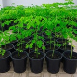 2 Moringa Oleifera Live Plants, Fast Growing Herb Tree, 3-6 Inch Tall